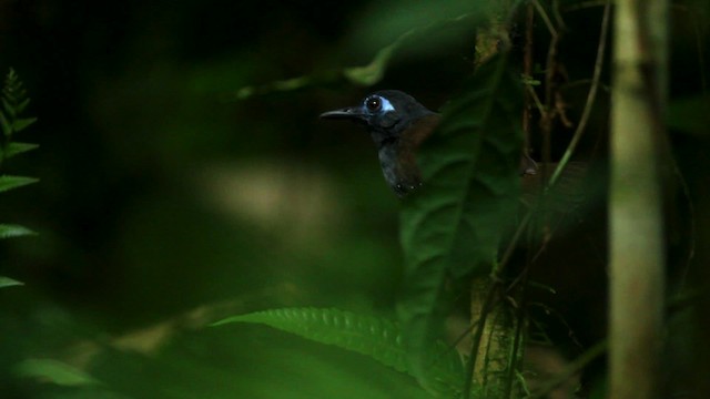 Braunrücken-Ameisenvogel (maculifer/cassini) - ML515124