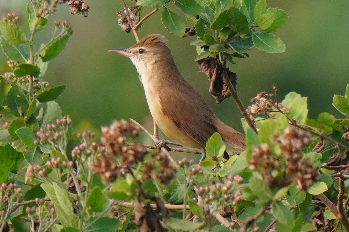 Clamorous Reed Warbler - Sundar Muruganandhan