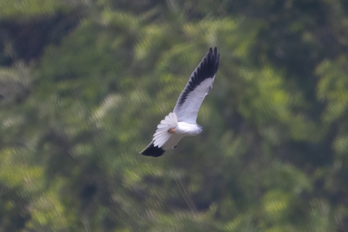 Black-winged Kite - Ravi Jesudas