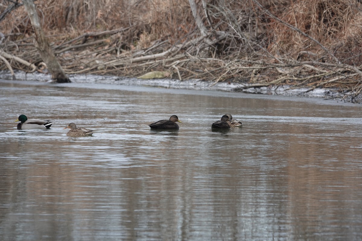 American Black Duck - Bryan Bakker