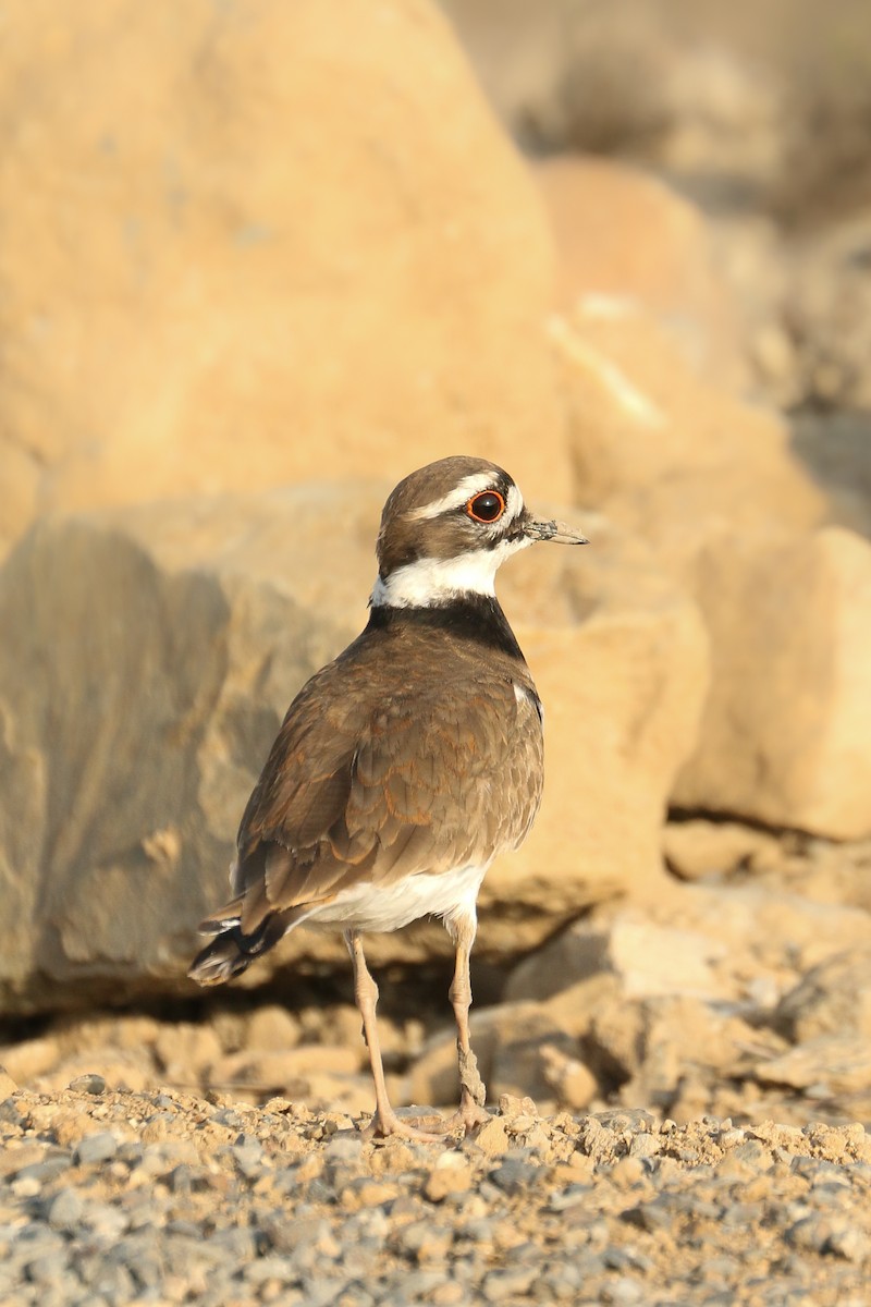 Killdeer - ML515126621