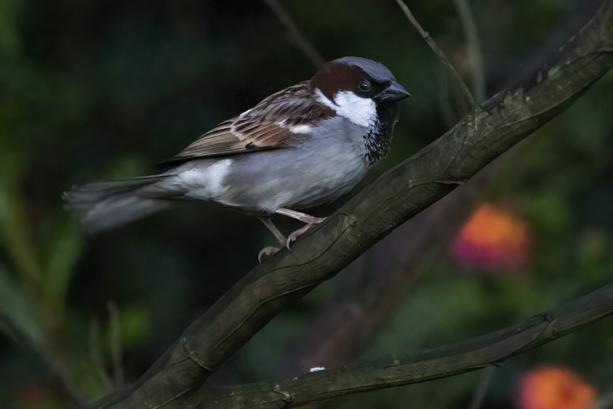 House Sparrow - Ravi Jesudas