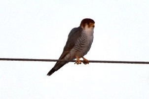 Red-necked Falcon - ML515127781