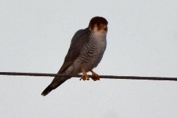 Red-necked Falcon - ML515127791