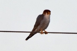 Red-necked Falcon - ML515127801