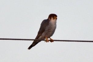 Red-necked Falcon - ML515127811