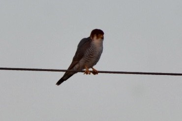 Red-necked Falcon - ML515127831