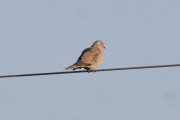 Eurasian Collared-Dove - ML515128031