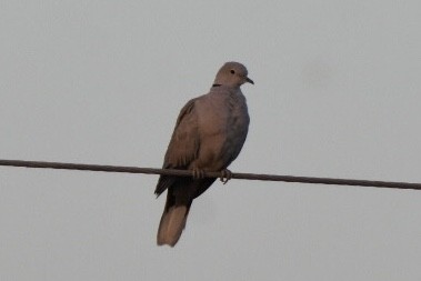 Eurasian Collared-Dove - ML515128041