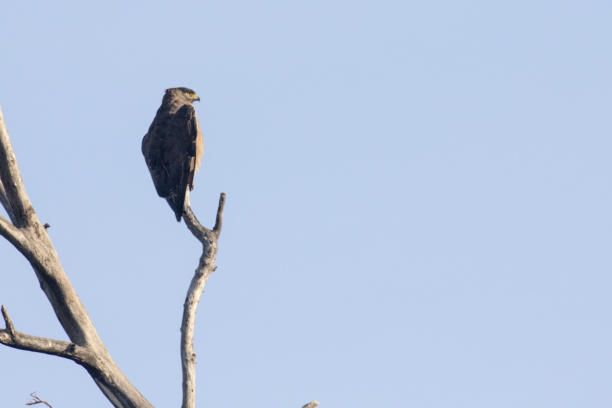 Crested Serpent-Eagle - ML515128491