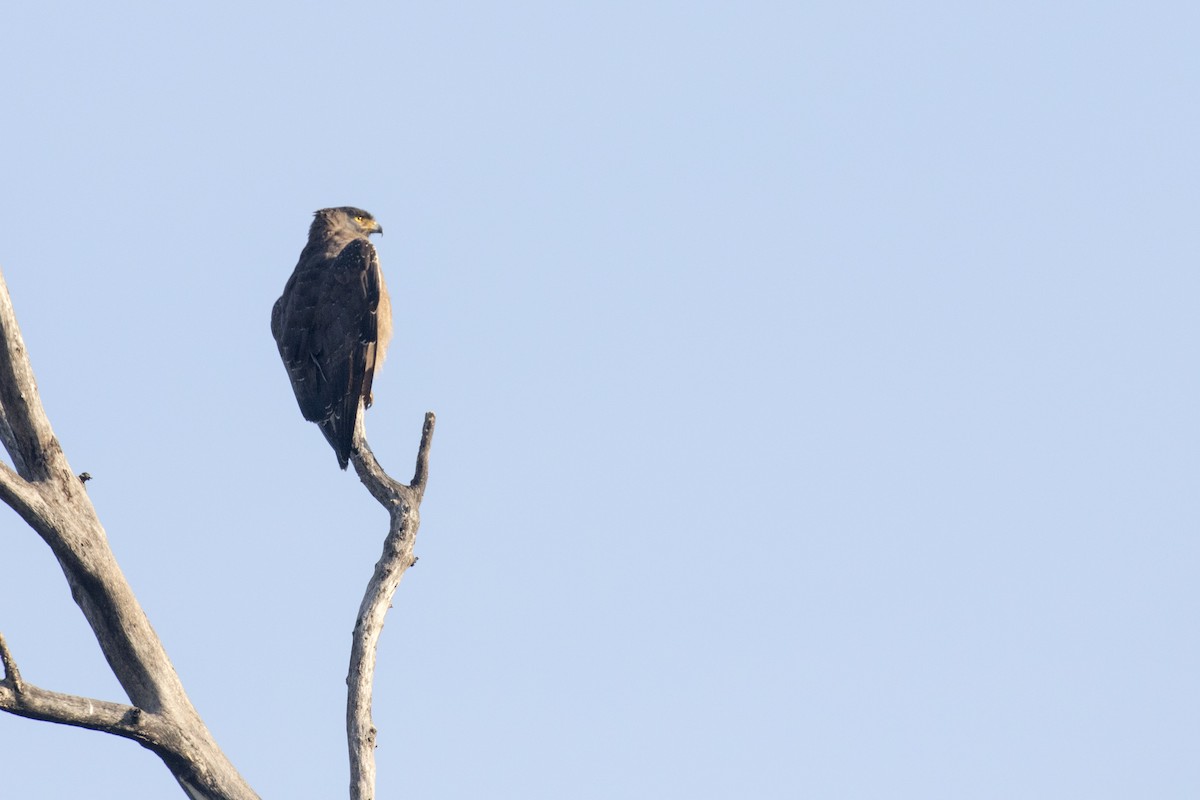 Crested Serpent-Eagle - ML515128501