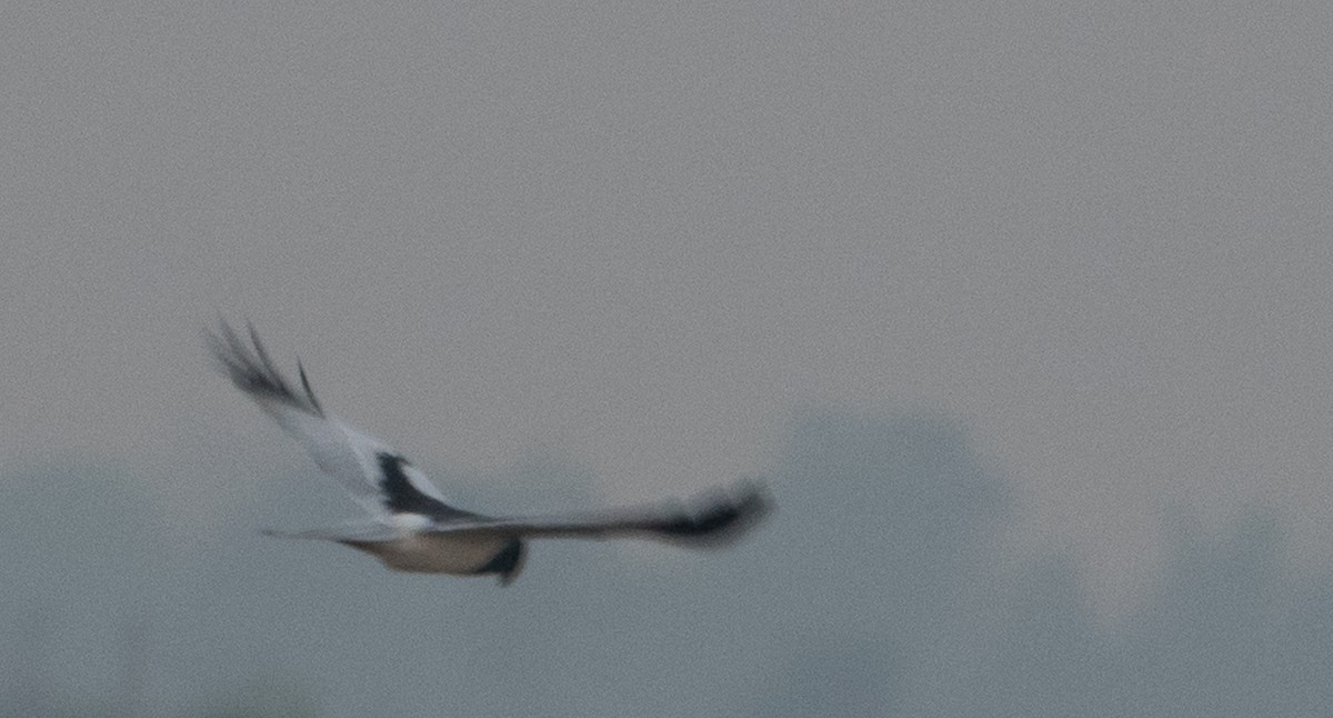 Pied Harrier - ML51512891