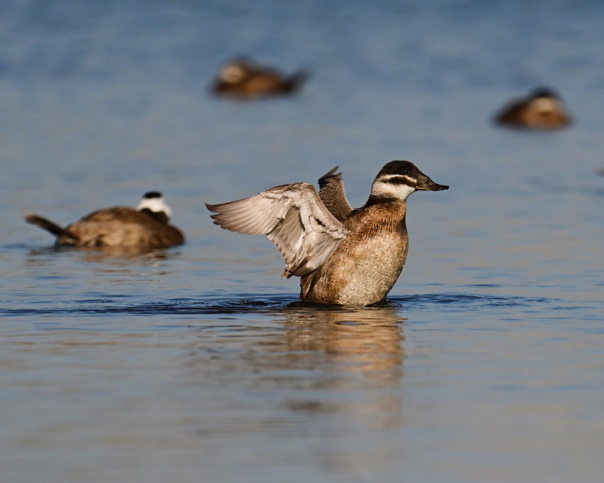 White-headed Duck - Uriel Levy