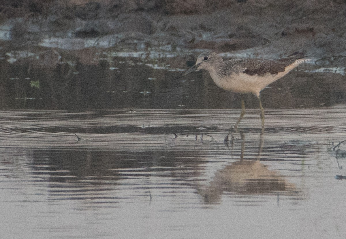 Common Greenshank - ML51513081