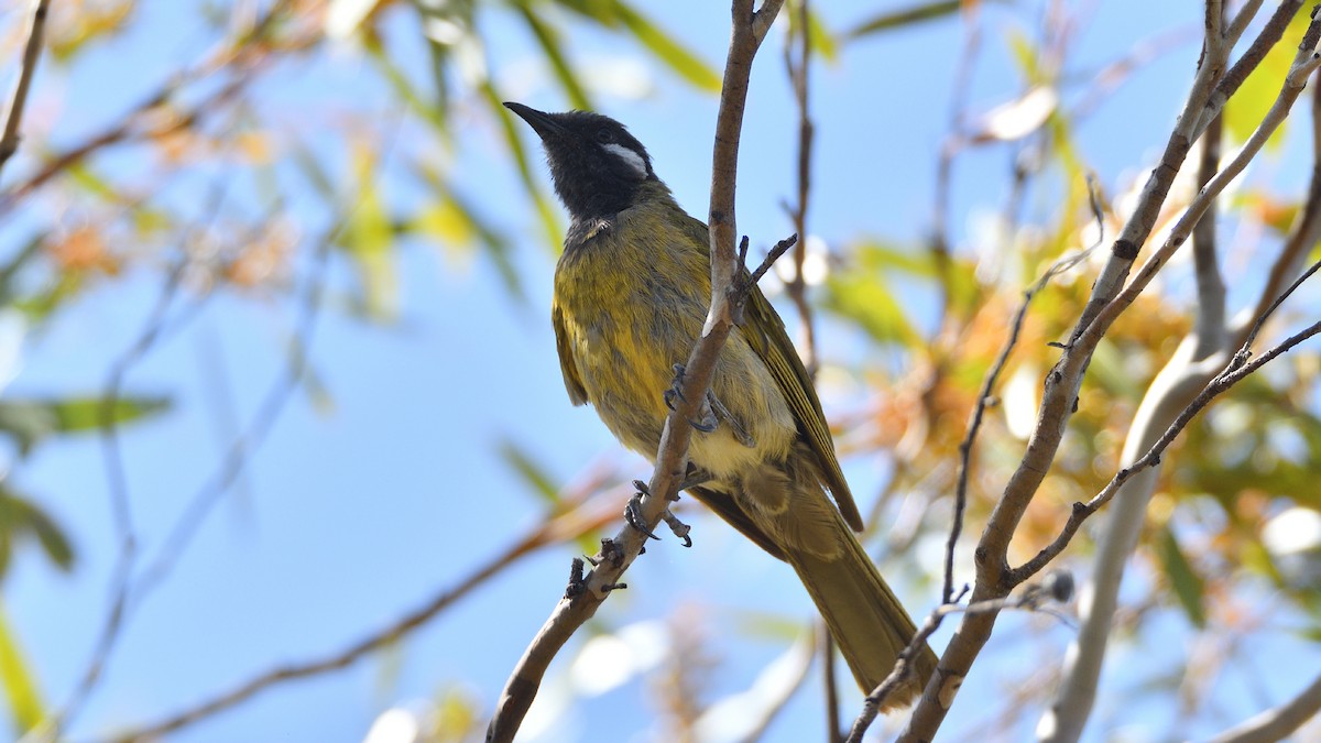White-eared Honeyeater - ML515131001