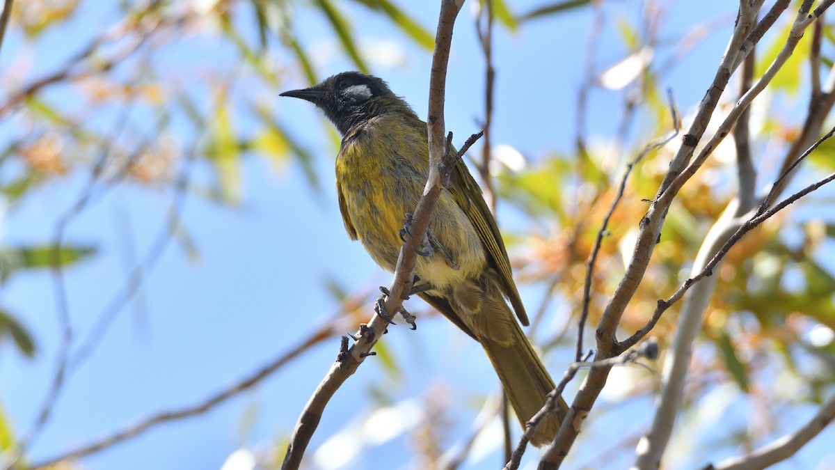 White-eared Honeyeater - ML515131051