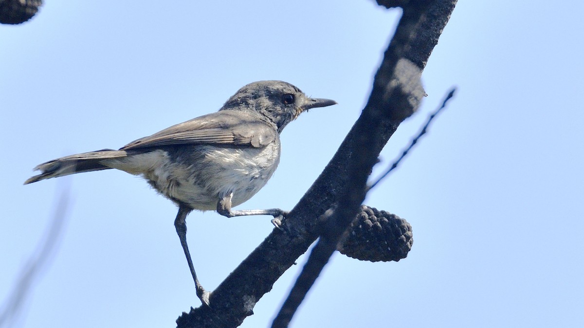 Redthroat - ML515131091
