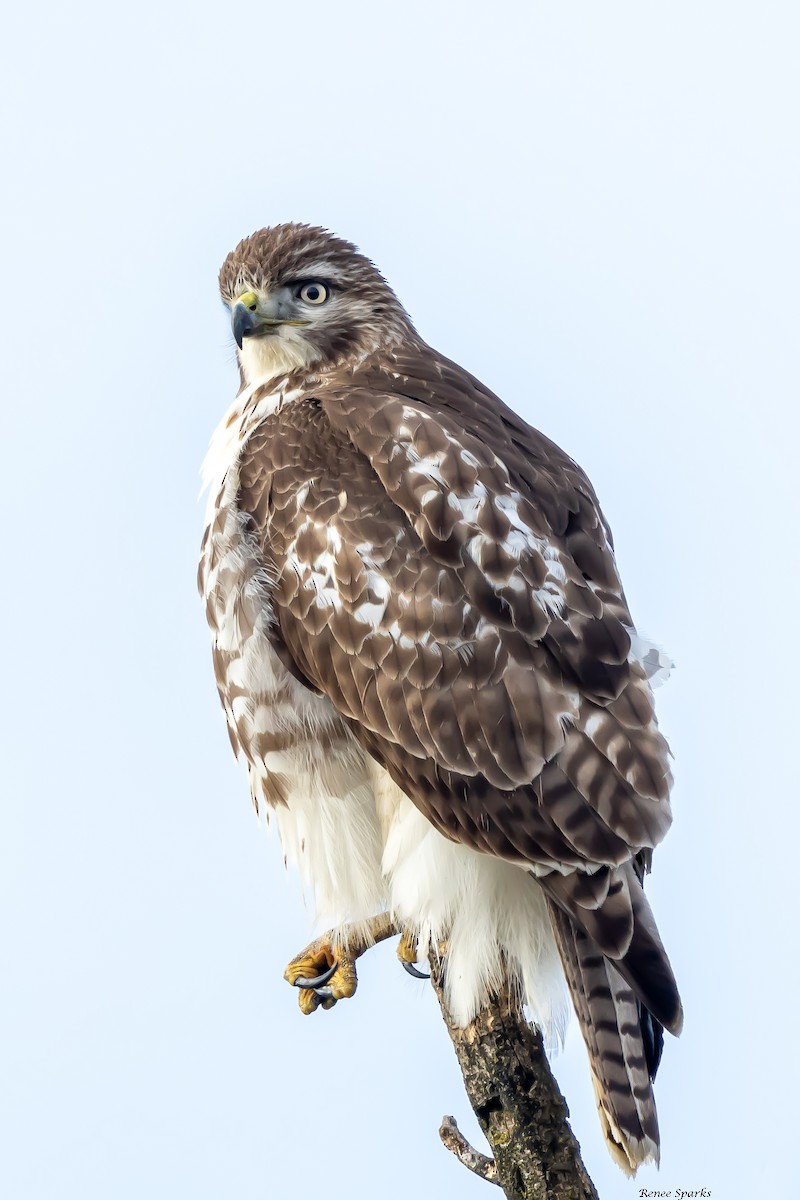 Red-tailed Hawk - ML515131991