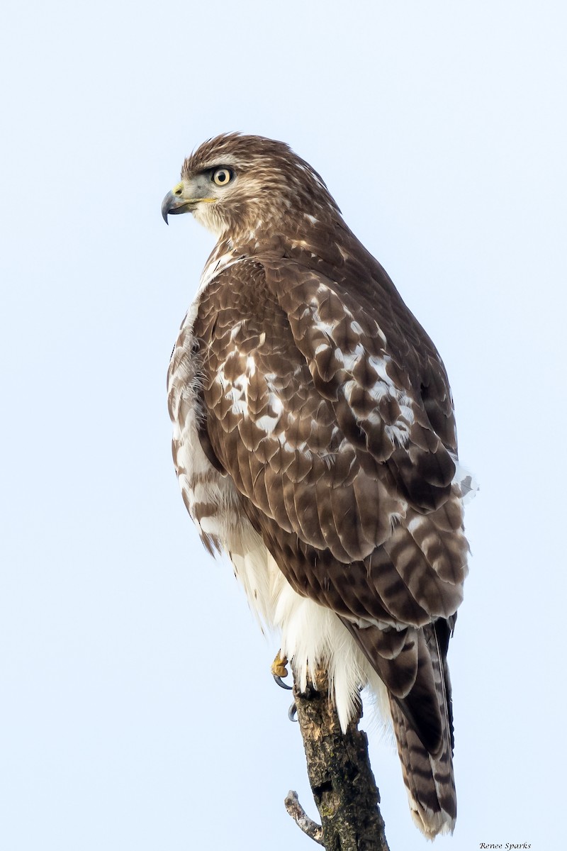 Red-tailed Hawk - ML515132001