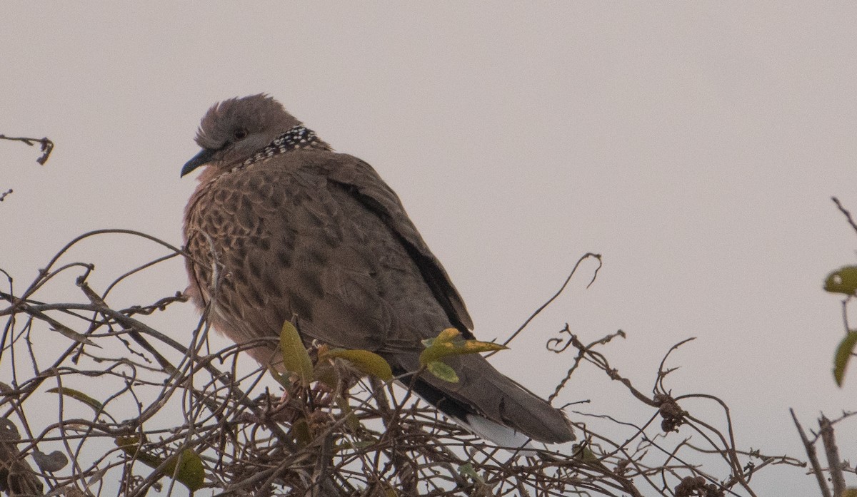 Spotted Dove - ML51513201