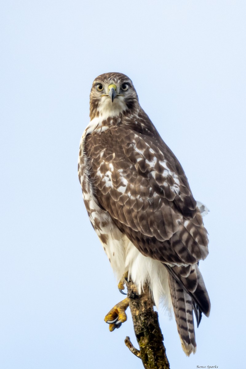 Red-tailed Hawk - ML515132011