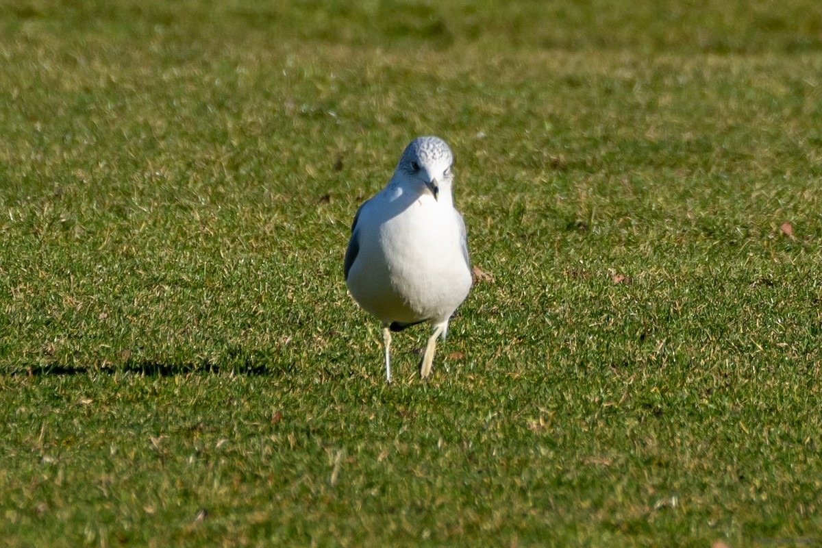 Ring-billed Gull - ML515132041