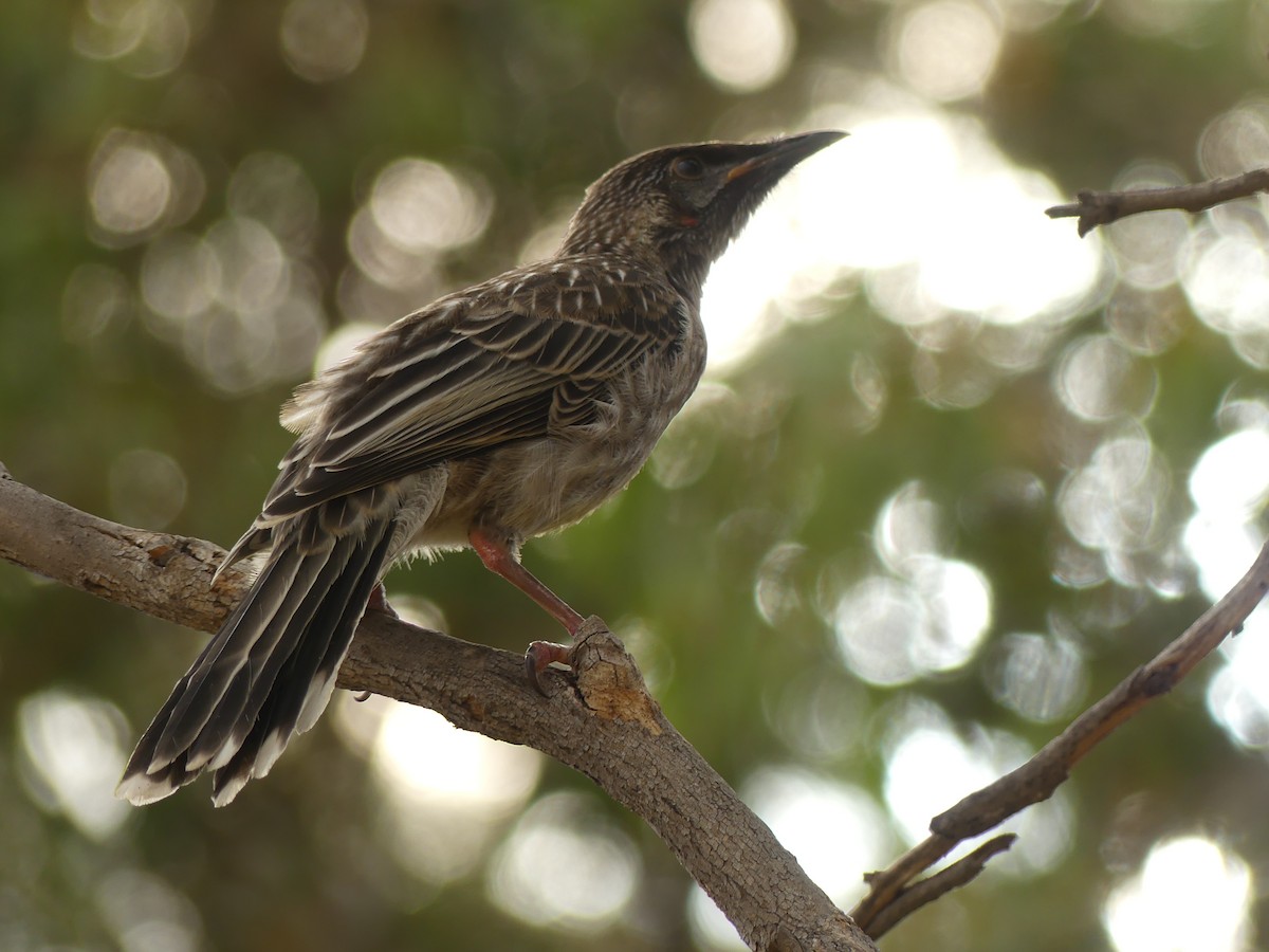 Red Wattlebird - ML515133801