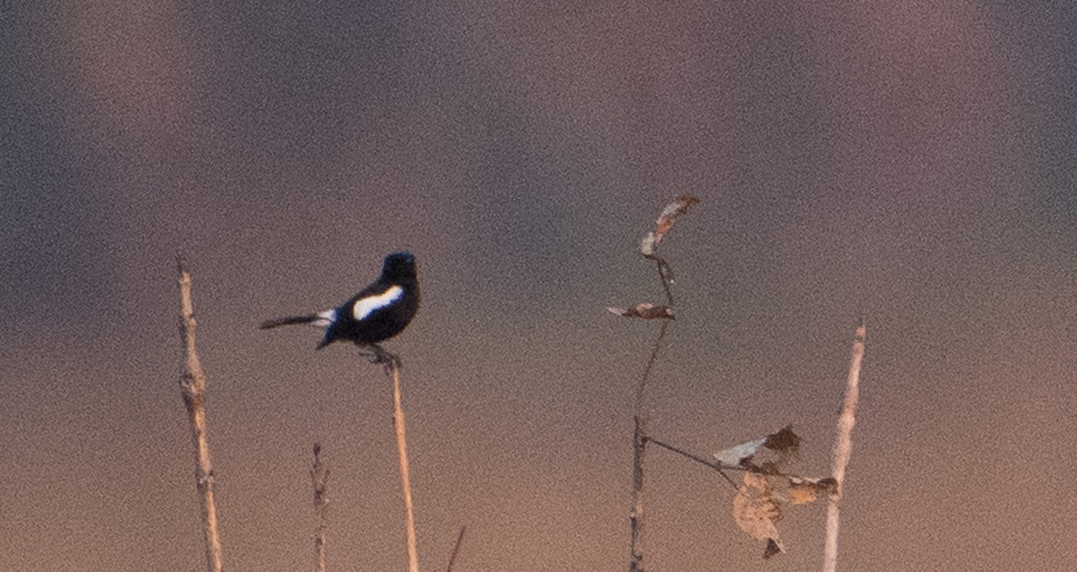 Pied Bushchat - Bill Bacon