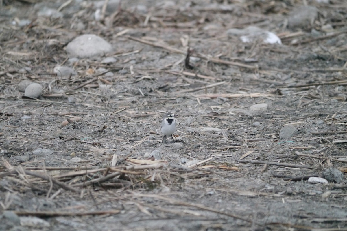 White Wagtail (ocularis) - ML515134971