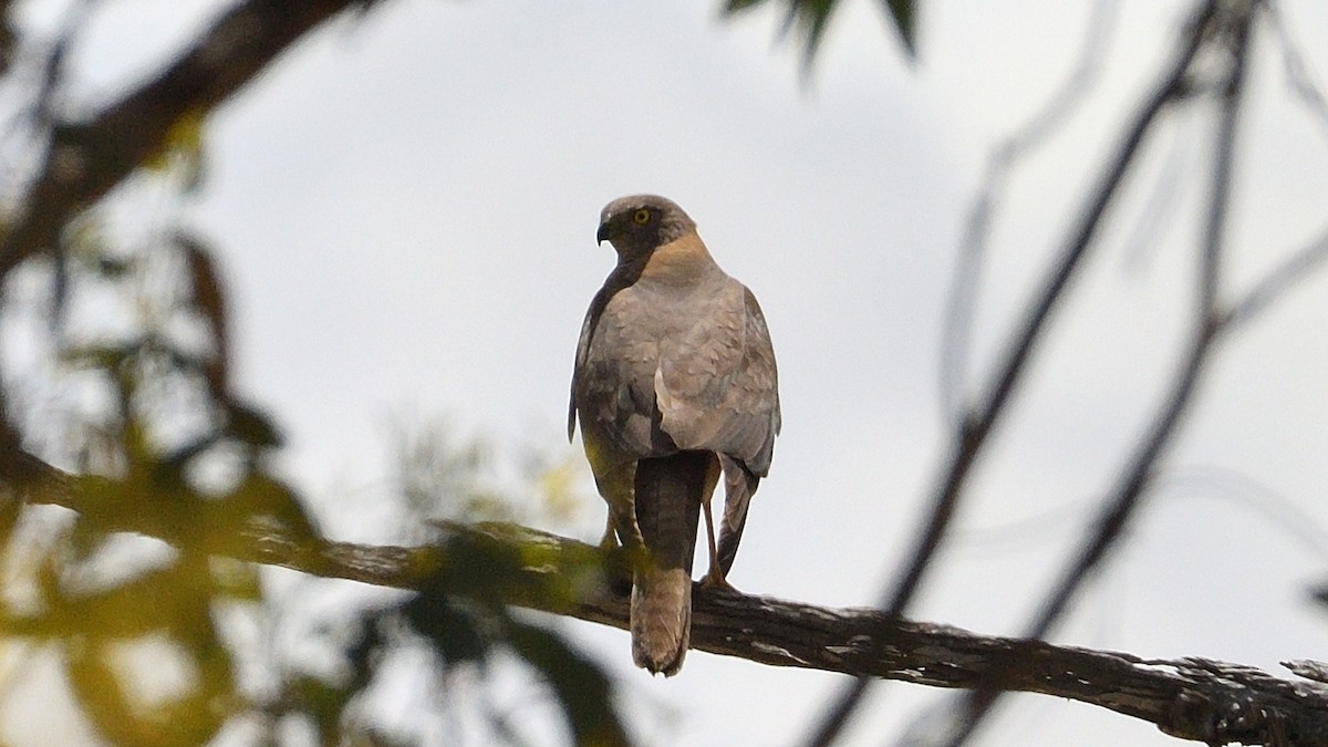 Brown Goshawk - ML515136581