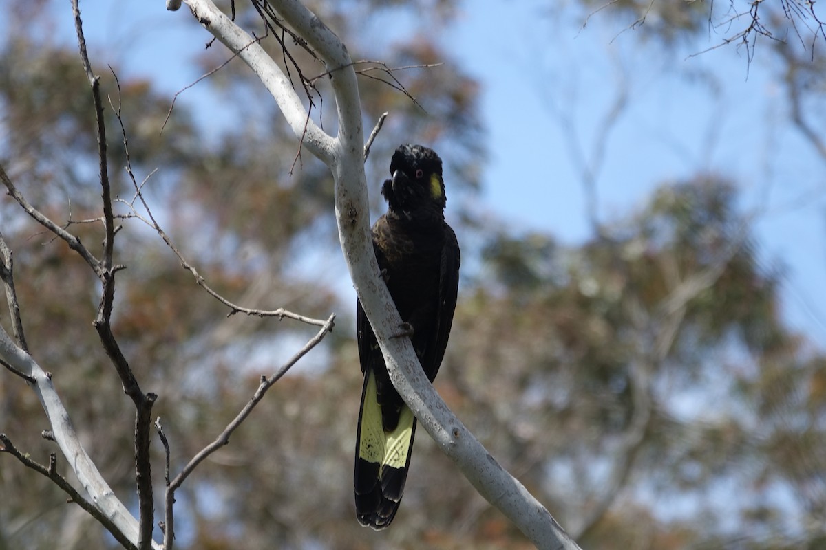 Yellow-tailed Black-Cockatoo - ML515137181