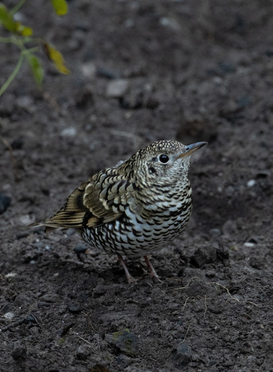 Scaly Thrush - ML515137521