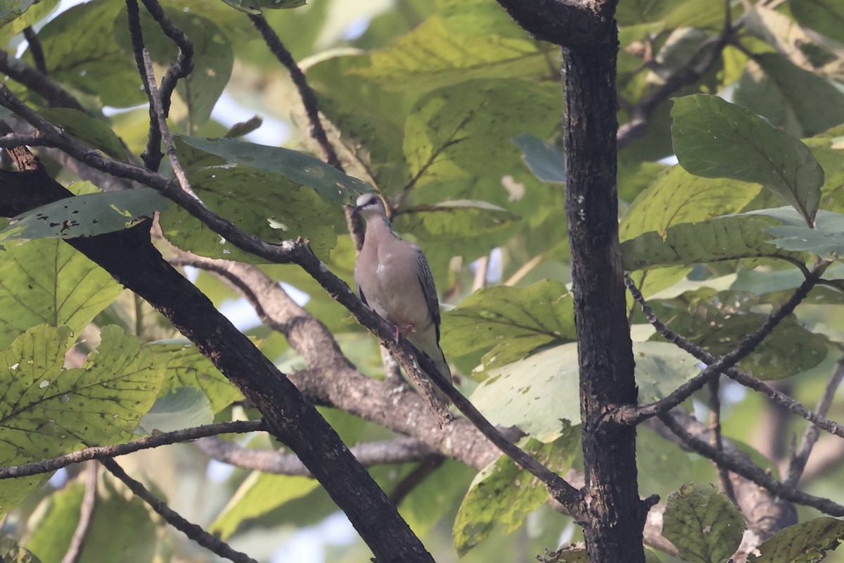 Spotted Dove - ML515137531