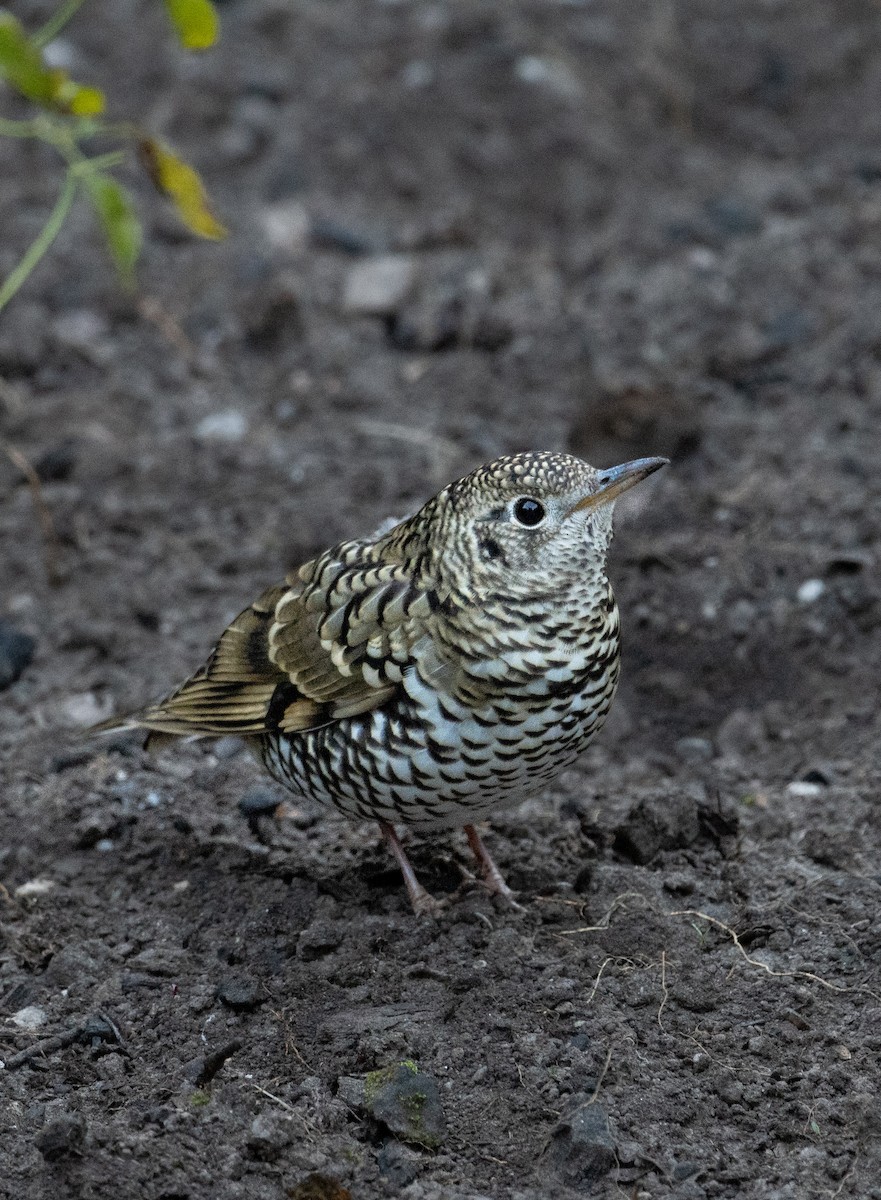 Scaly Thrush - Joel  Ranjithkumar