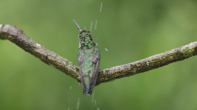 Colibrí Gargantilla - ML515138451