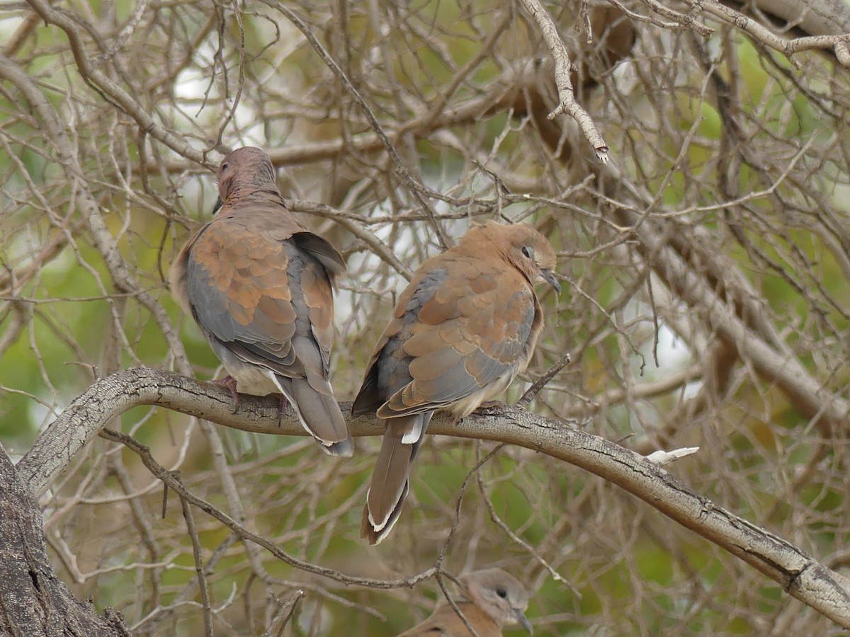 Laughing Dove - ML515138471