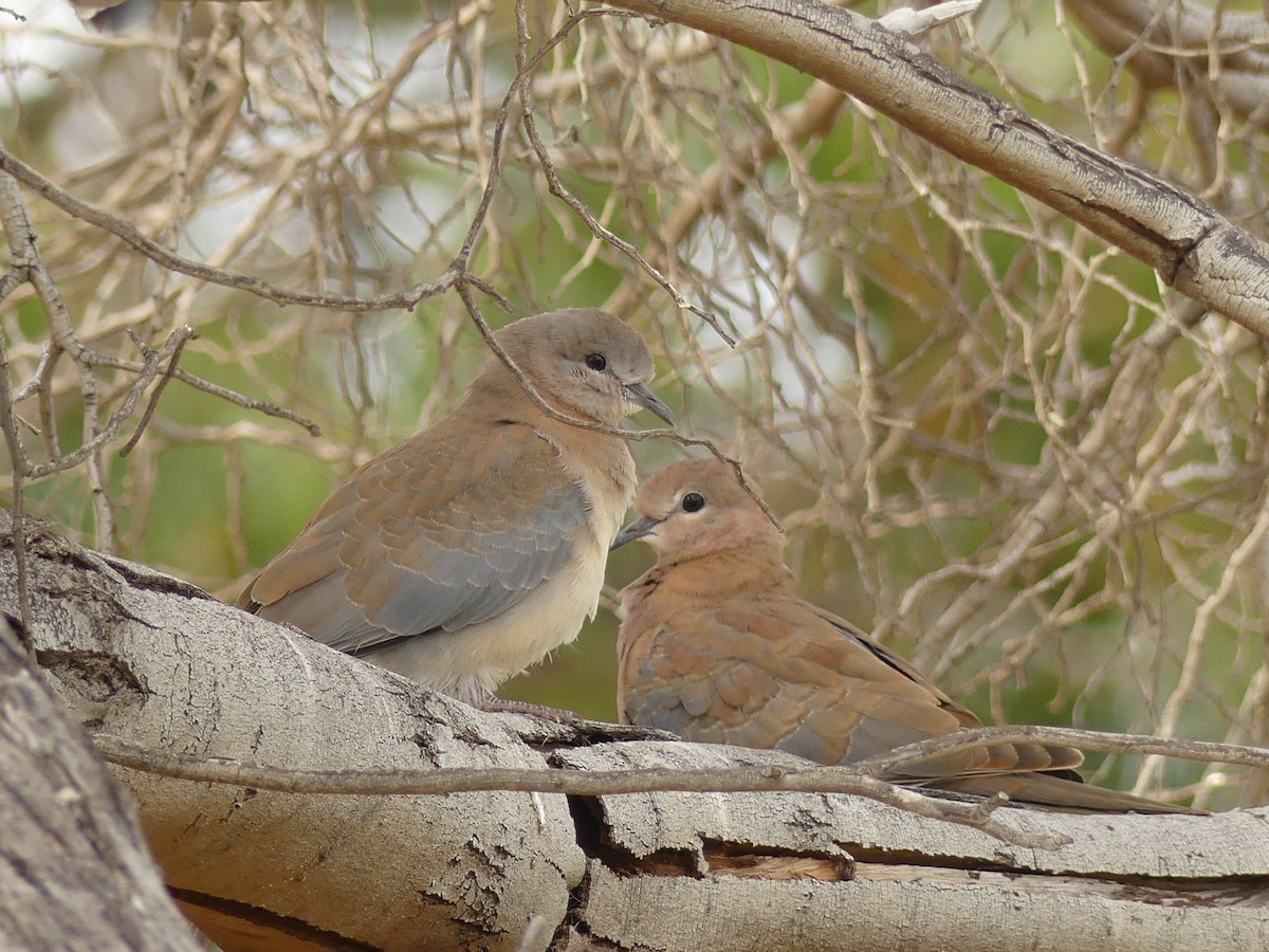 Laughing Dove - ML515138481