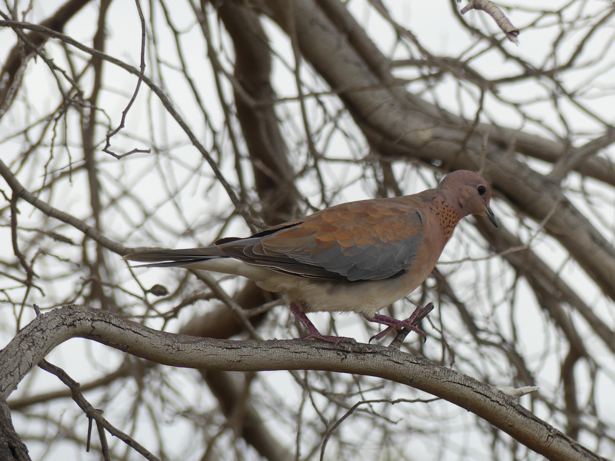 Laughing Dove - ML515138491