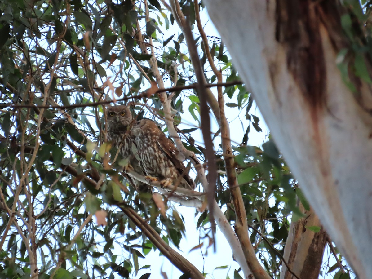 Barking Owl - Regan Scheuber