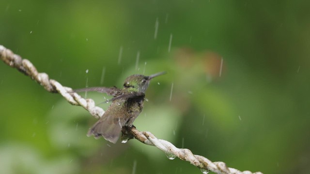 kolibřík pestrý [skupina versicolor] - ML515140281
