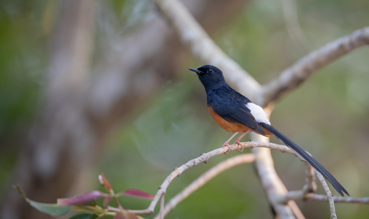 White-rumped Shama (White-rumped) - Ian Davies