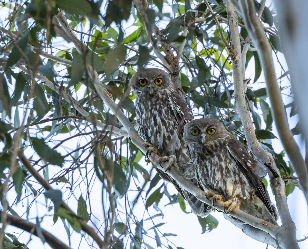 Barking Owl - Jarrod Kath