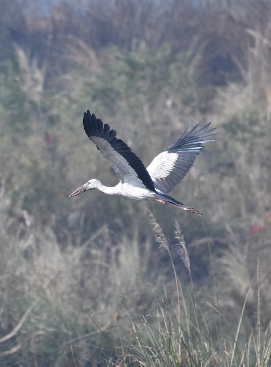 Asian Openbill - ML515146251