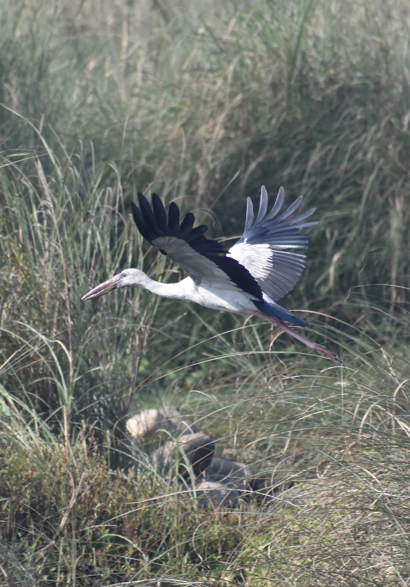 Asian Openbill - ML515146261