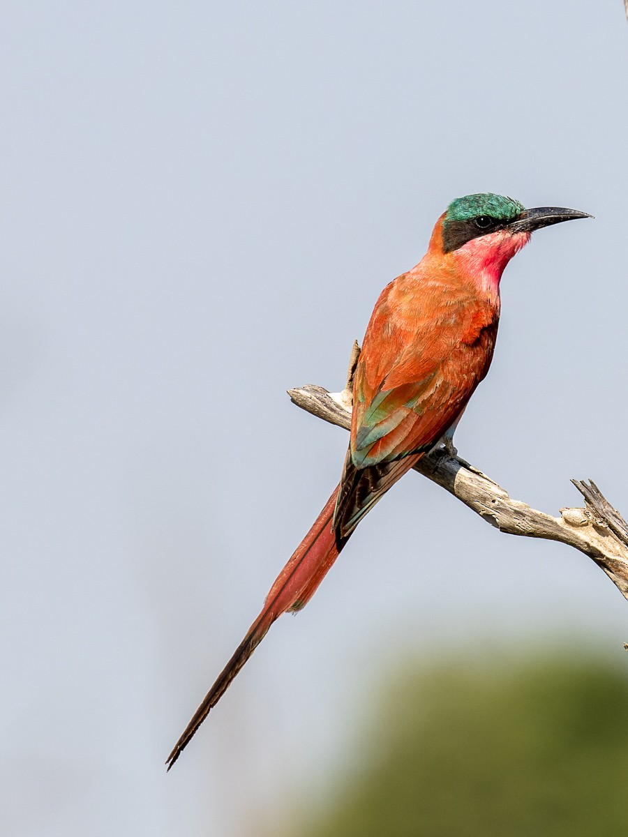 Southern Carmine Bee-eater - Eero Rasi