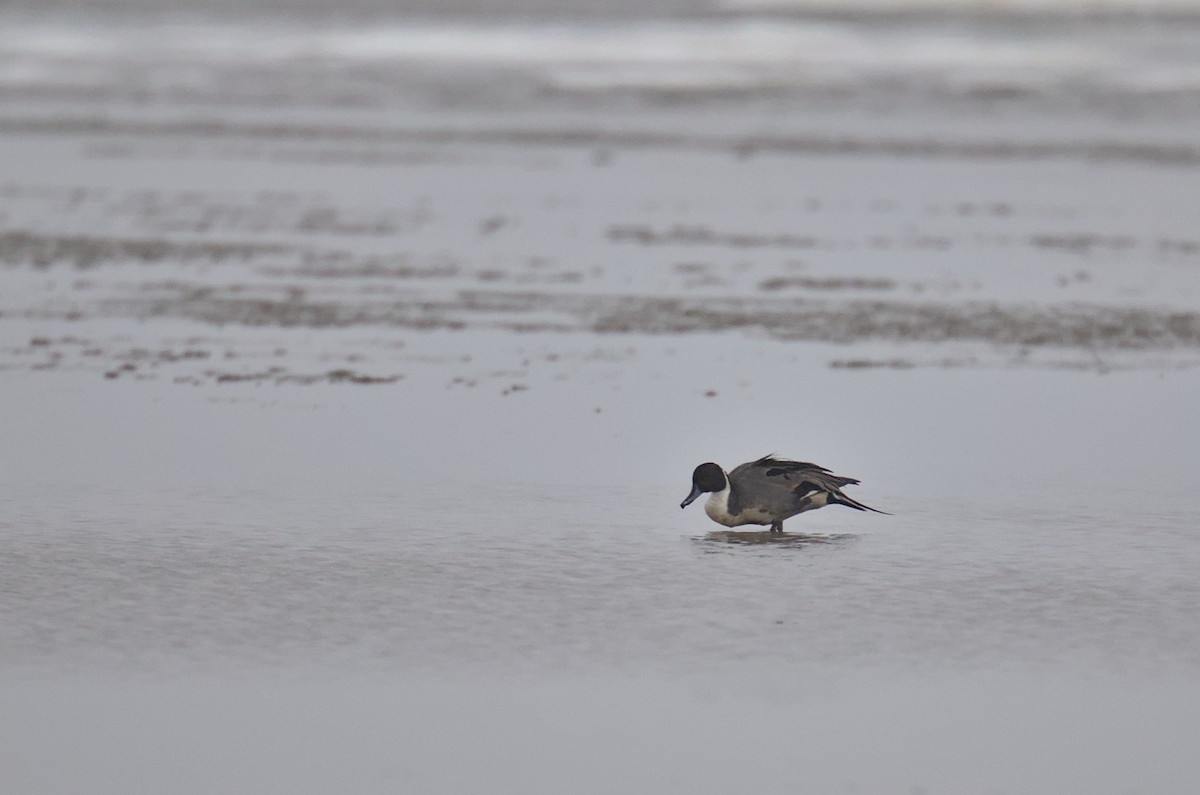 Northern Pintail - ML515148691