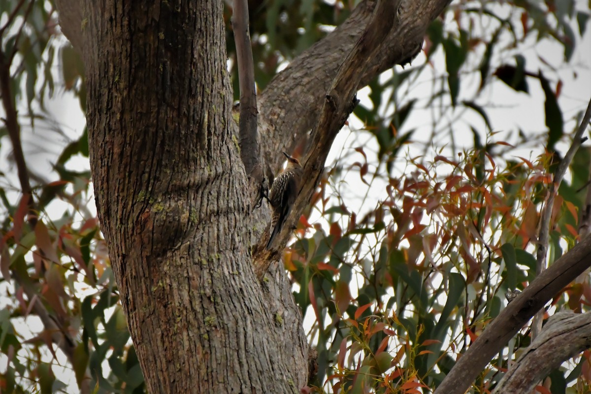Red-browed Treecreeper - ML515149241