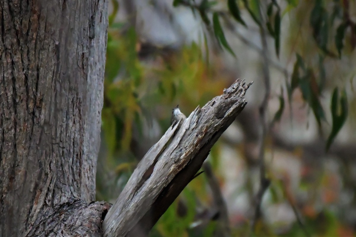 White-throated Treecreeper - ML515149301