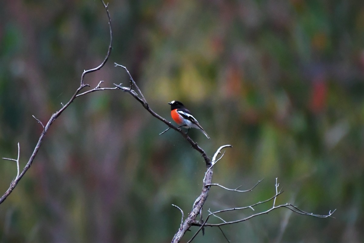 Scarlet Robin - ML515149331