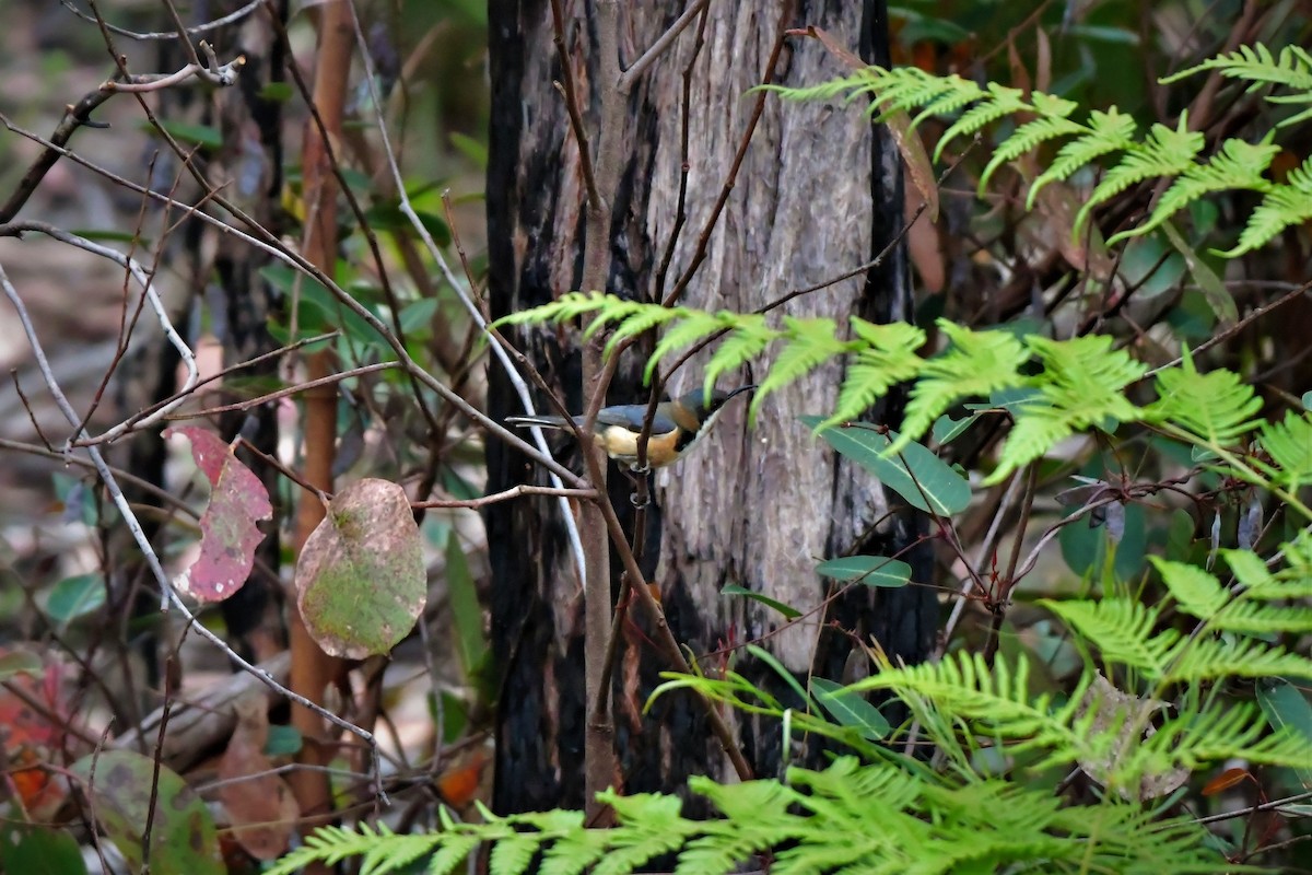 Eastern Spinebill - ML515149351